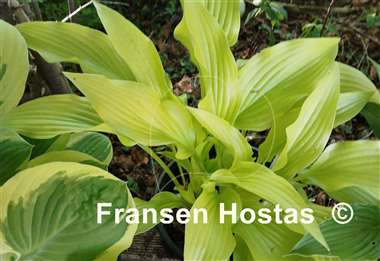 Hosta Hadspen Samphire
