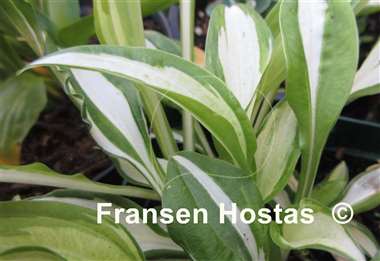 Hosta Haku Chu Han