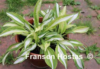 Hosta Haku Chu Han