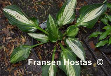 Hosta Hakumuo