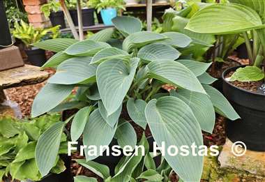 Hosta Halcyon