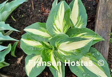 Hosta Half and Half