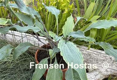 Hosta Hammerin Cameron
