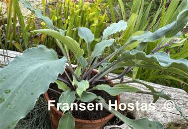 Hosta Hammerin Cameron