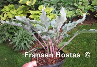 Hosta Hammerin Cameron