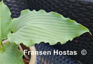 Hosta Hammerin Cameron