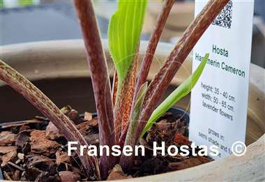 Hosta Hammerin Cameron