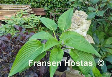 Hosta Hammurabi 