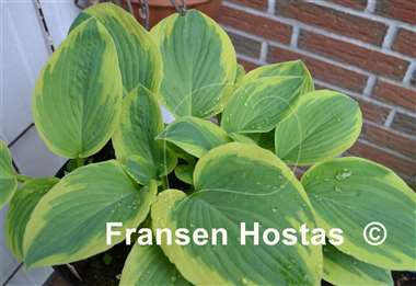 Hosta Hampshire County