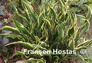 Hosta Hands Up