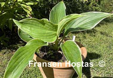 Hosta Handsome Devil