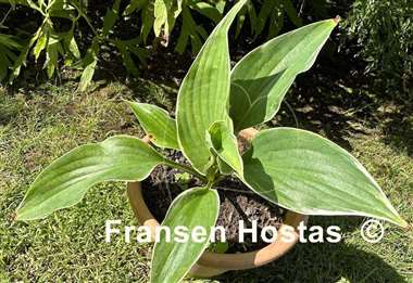 Hosta Handsome Devil