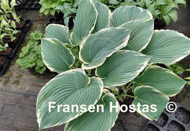 Hosta Handsome Devil