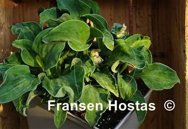 Hosta Hanjas Crazy Mouse