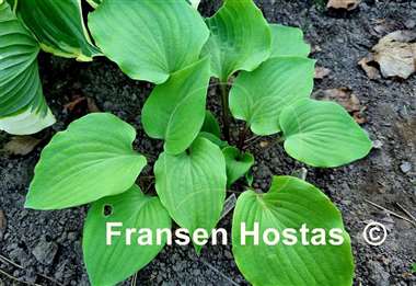 Hosta Hanjas Red Spider