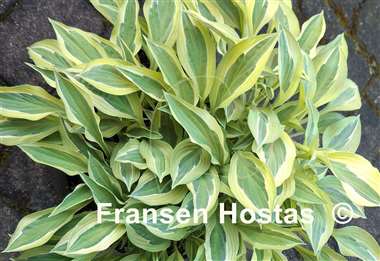 Hosta Hanky Panky