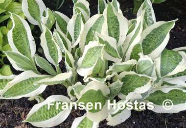 Hosta Hanky Panky