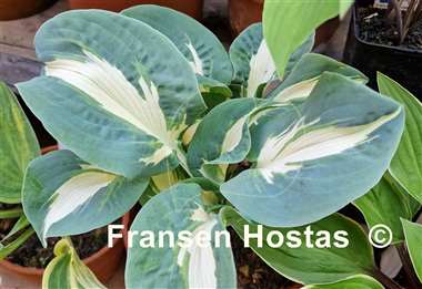 Hosta Hans