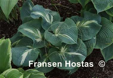 Hosta Hans