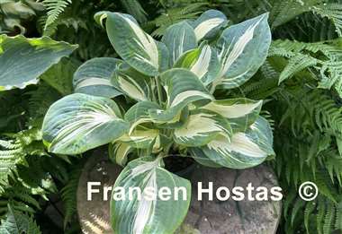 Hosta Hans