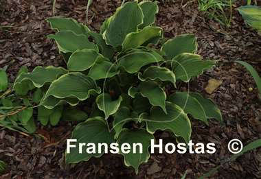 Hosta Happily Ever After