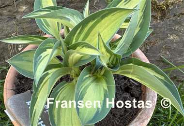 Hosta Happy Accident