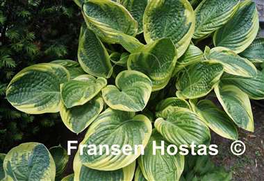 Hosta Happy Camper