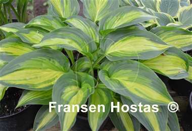 Hosta Happy Hour