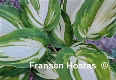 Hosta Happy Hour