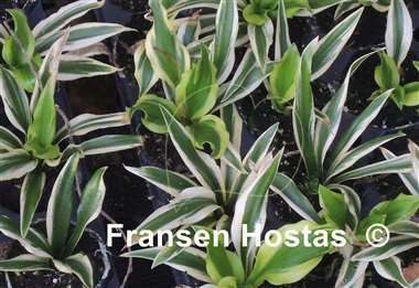 Hosta Harmonic Flow