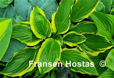 Hosta Harpoon