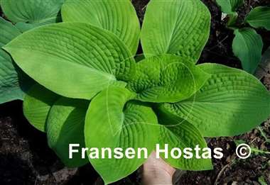 Hosta Harriette Ward