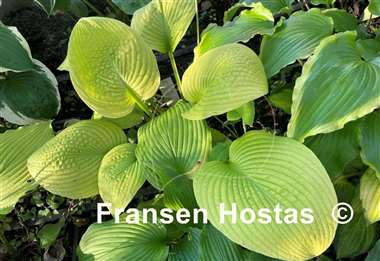 Hosta Harriette Ward