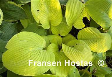 Hosta Harriette Ward