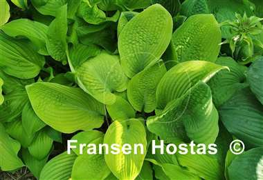 Hosta Harriette Ward
