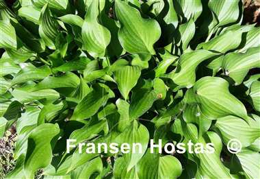 Hosta Harry van Trier