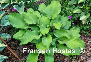 Hosta Harry van de Laar