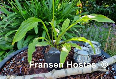Hosta Harvest Dawn