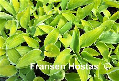 Hosta Hat Trick