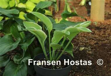 Hosta Hat Trick