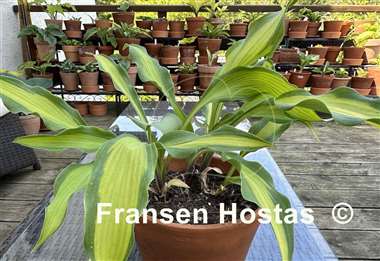 Hosta Hawaiian Luau