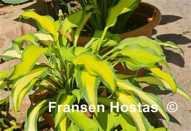 Hosta Hawaiian Luau