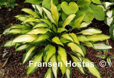 Hosta Hawaiian Luau