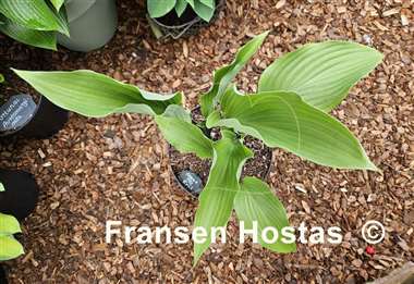 Hosta Hear No Evil