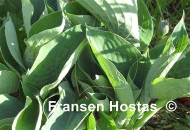 Hosta Heart Throb