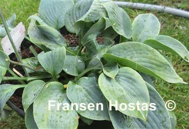 Hosta Heart Throb
