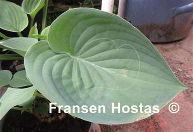Hosta Heartleaf