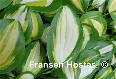 Hosta Heatwave Harmony