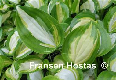 Hosta Heatwave Harmony