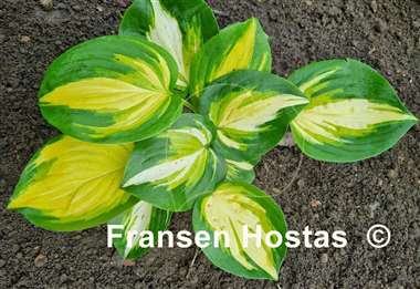 Hosta Heatwave Harmony